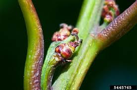 Attēlu rezultāti vaicājumam “Quercus rubra flower”