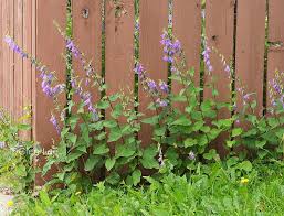 Attēlu rezultāti vaicājumam “Campanula rapunculoides leaf”