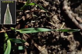 Attēlu rezultāti vaicājumam “Poa compressa”