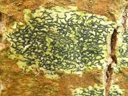 Attēlu rezultāti vaicājumam “Opegrapha atra”