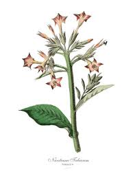 Attēlu rezultāti vaicājumam “Nicotiana tabacum”