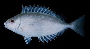 Image result for Siganus rivulatus