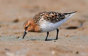 Image result for Calidris ruficollis