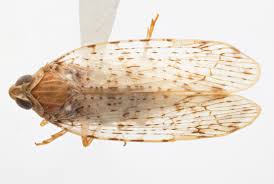 Attēlu rezultāti vaicājumam “Cixiidae”