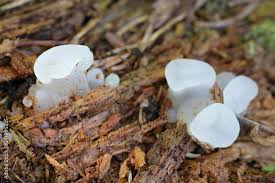 Attēlu rezultāti vaicājumam “Pseudohydnum gelatinosum”