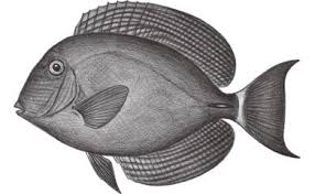 Image result for Acanthurus blochii