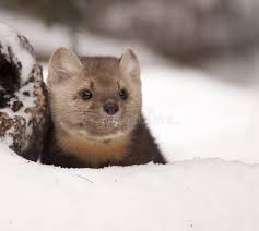 Attēlu rezultāti vaicājumam “Martes martes”