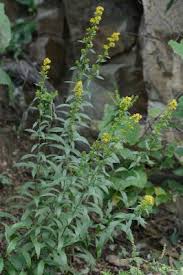 Attēlu rezultāti vaicājumam “Solidago virgaurea bud”