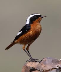 Image result for Phoenicurus moussieri