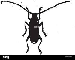 Attēlu rezultāti vaicājumam “Monochamus urussovi”