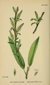 Attēlu rezultāti vaicājumam “Salix triandra”