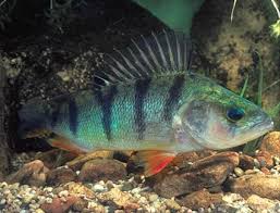 Attēlu rezultāti vaicājumam “Perca fluviatilis”