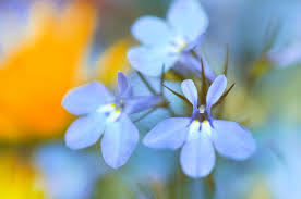 Image result for Lobelien