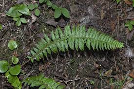 Attēlu rezultāti vaicājumam “Polystichum aculeatum”