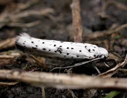Attēlu rezultāti vaicājumam “Yponomeuta plumbella”