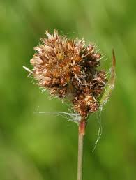 Attēlu rezultāti vaicājumam “Luzula multiflora”