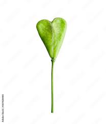 Attēlu rezultāti vaicājumam “Capsella bursa-pastoris fruit”