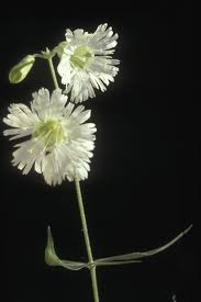 Attēlu rezultāti vaicājumam “Silene tatarica flower”
