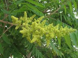 Attēlu rezultāti vaicājumam “Rhus typhina flower”