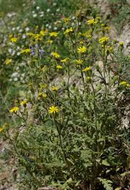 Attēlu rezultāti vaicājumam “Senecio viscosus flower”