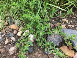 Attēlu rezultāti vaicājumam “Polygonum arenastrum leaf”