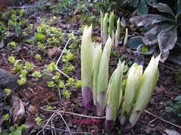 Image result for Hosta White Feather