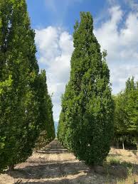 Attēlu rezultāti vaicājumam “Quercus robur Fastigiata”