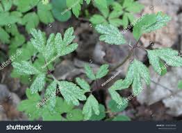 Attēlu rezultāti vaicājumam “Ochropsora ariae spores”