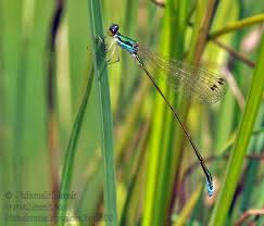 Attēlu rezultāti vaicājumam “Nehalennia speciosa”