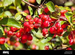 Attēlu rezultāti vaicājumam “Malus x zumi fruit”