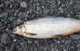 Image result for Coregonus huntsmani