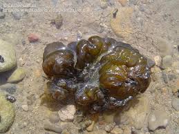 Attēlu rezultāti vaicājumam “Nostoc pruniforme”