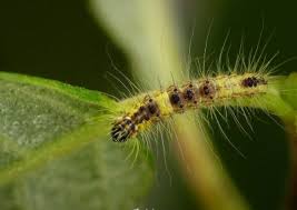 Attēlu rezultāti vaicājumam “Acronicta leporina larva”