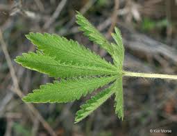 Image result for Potentilla recta
