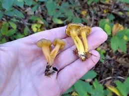 Attēlu rezultāti vaicājumam “Leotia lubrica”