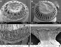 Attēlu rezultāti vaicājumam “Atrichum flavisetum sporophyte”