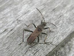 Attēlu rezultāti vaicājumam “Alydus calcaratus”