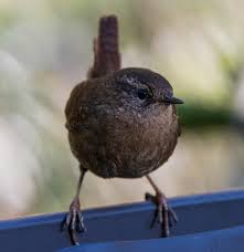 Attēlu rezultāti vaicājumam “Troglodytes troglodytes adult”