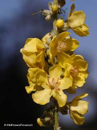 Image result for Verbascum phlomoides
