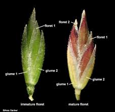 Attēlu rezultāti vaicājumam “Poa pratensis flower”