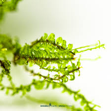 Attēlu rezultāti vaicājumam “Plagiomnium affine”