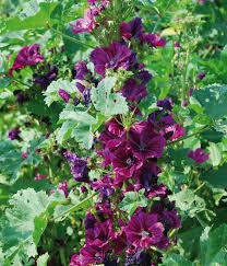 Image result for Malve