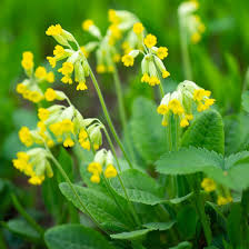 Attēlu rezultāti vaicājumam “Primula veris flower”