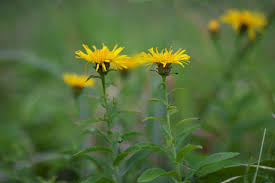 Attēlu rezultāti vaicājumam “Inula salicina leaf”