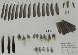 Image result for Irania gutturalis