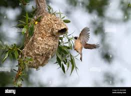 Attēlu rezultāti vaicājumam “Remiz pendulinus adult”