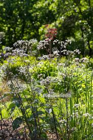 Attēlu rezultāti vaicājumam “Anthriscus sylvestris leaf”