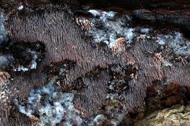 Attēlu rezultāti vaicājumam “Gloiodon strigosus”