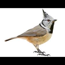 Attēlu rezultāti vaicājumam “Lophophanes cristatus adult”