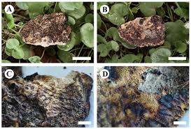 Attēlu rezultāti vaicājumam “Sarcoporia polyspora”
